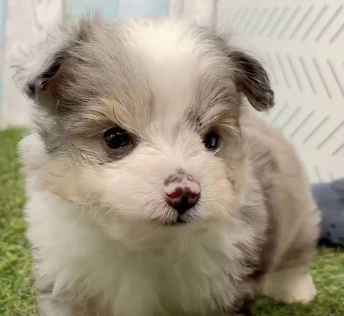 fluffy aussiechon puppy face close up